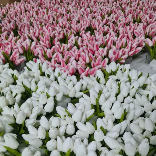 Artificial flower manufacturer in China (1) Artificial plant manufacturer in China